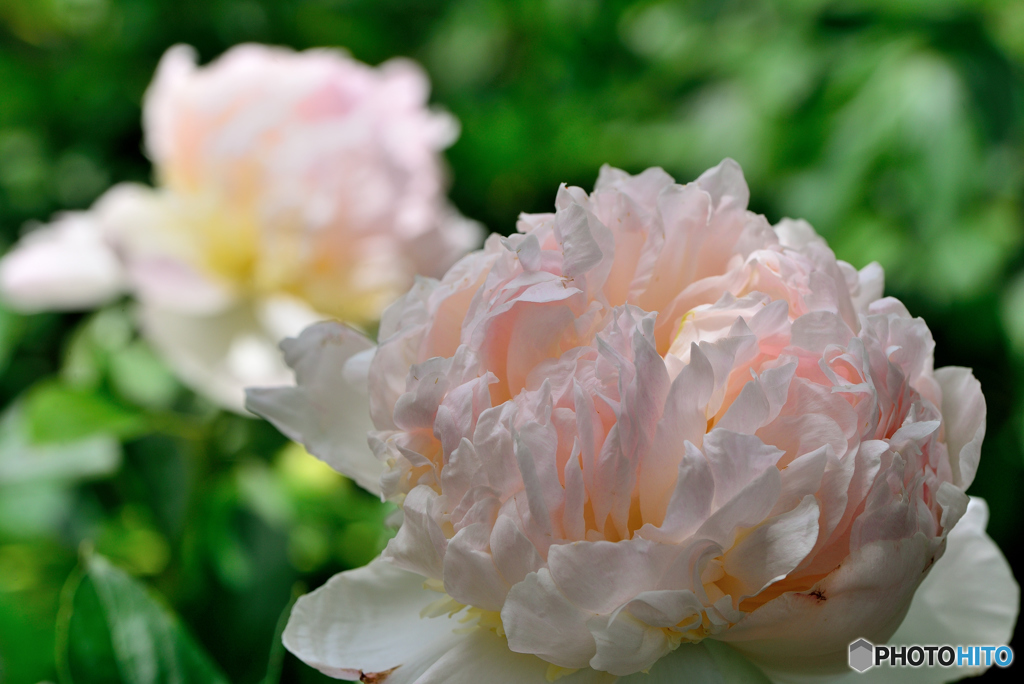 石光寺の芍薬（１）