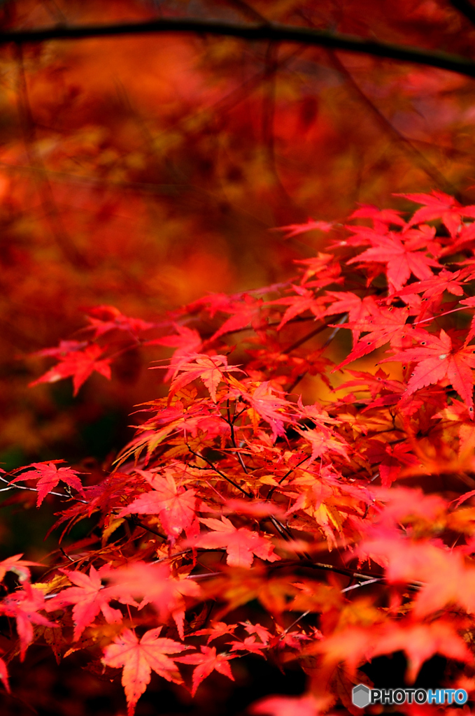 紅葉