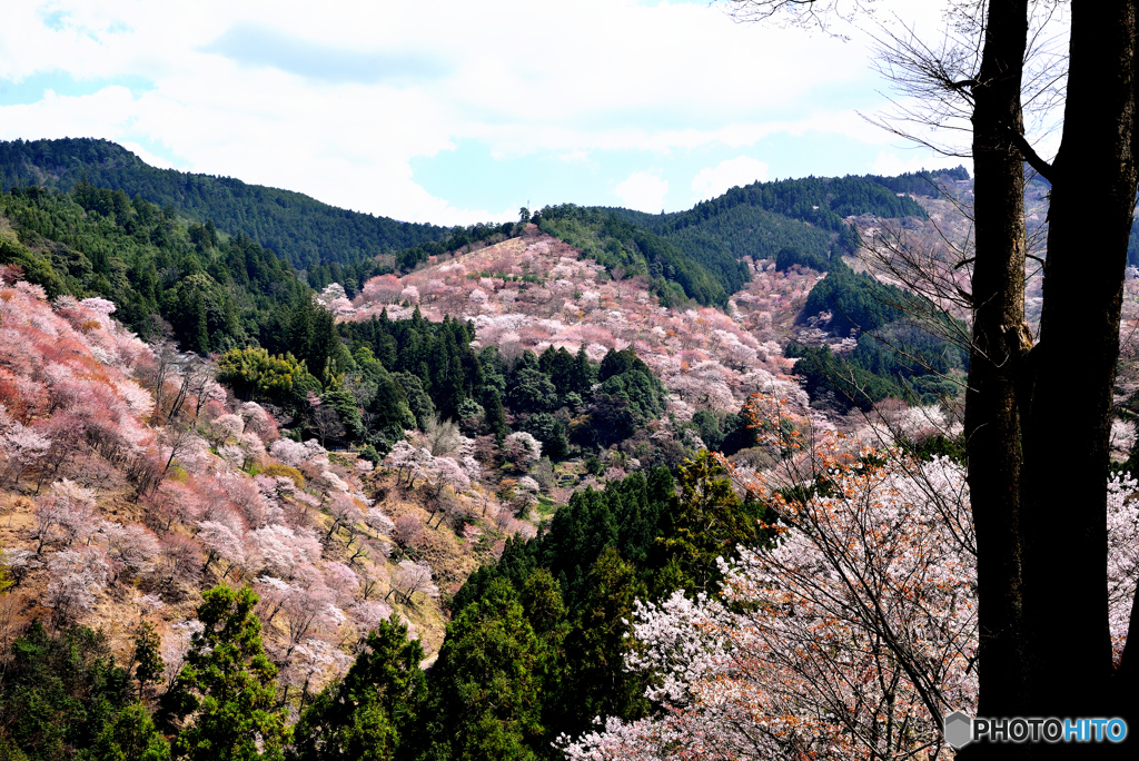 吉野山　一目千本