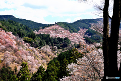 吉野山　一目千本