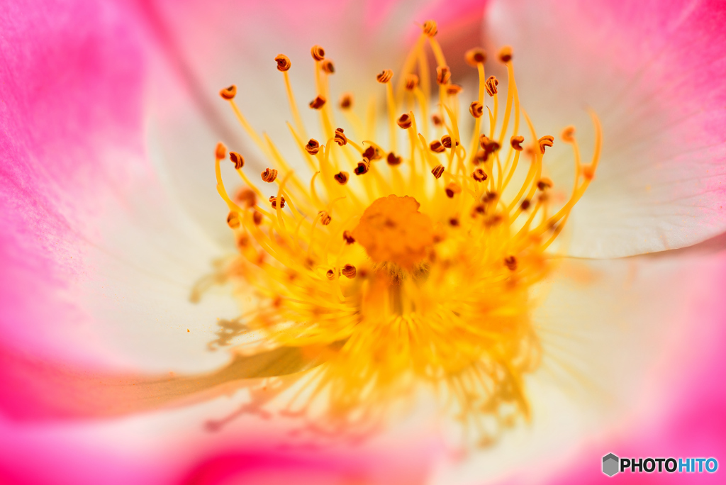 霊山寺の薔薇１