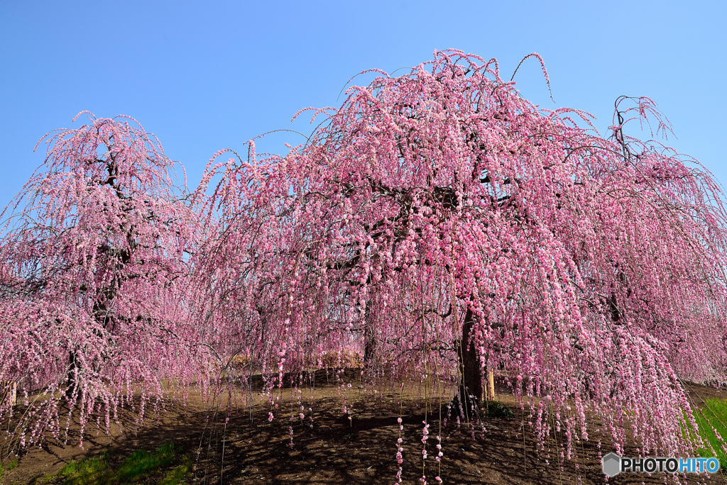 鈴鹿の森庭園（２）