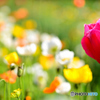 チューリップとポピー