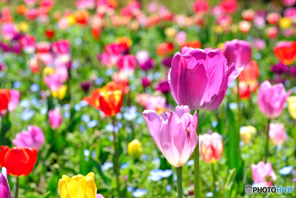 チューリップ寄せ植え