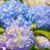 淡い紫陽花