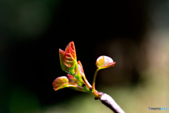 新芽