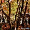 嵐山羅漢