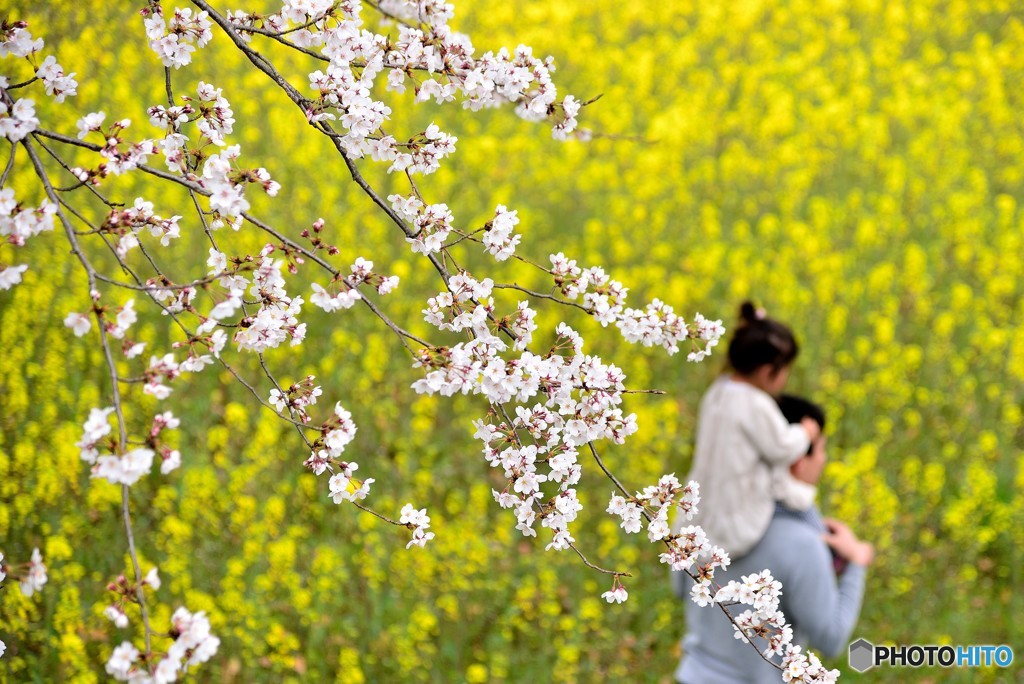 特等席でのお花見