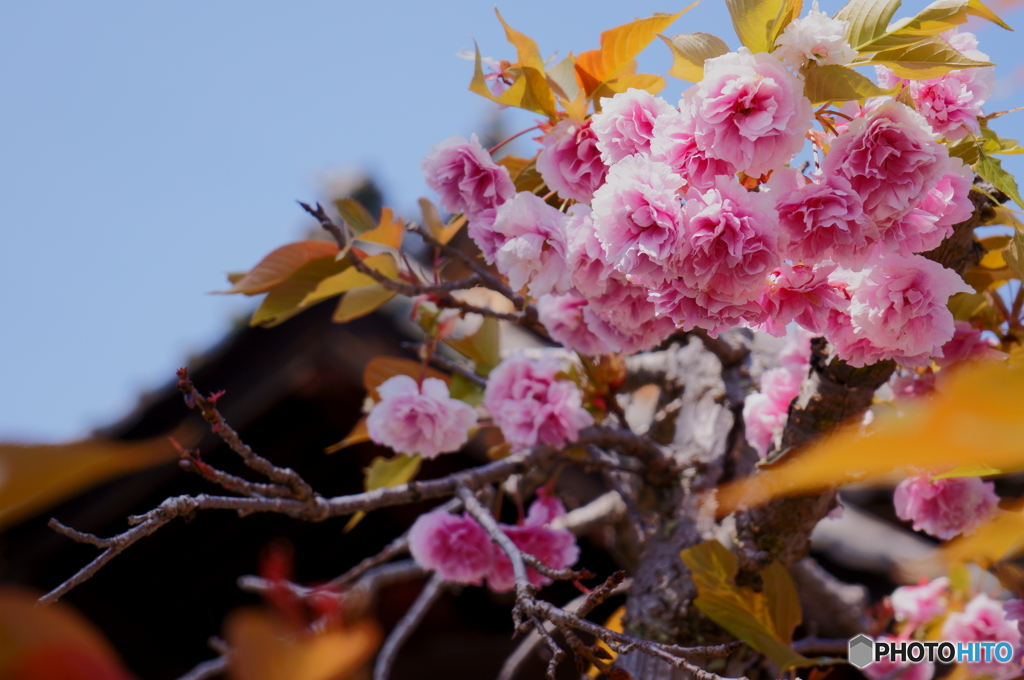 最後の當麻ボタン桜