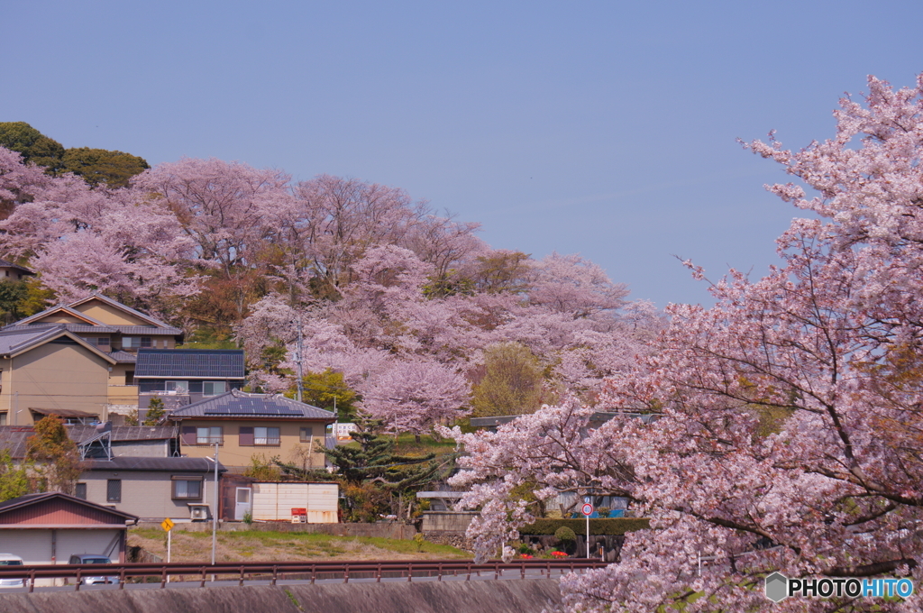 三室さくら