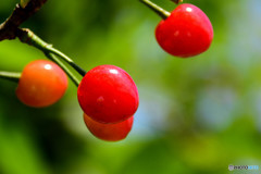 花のあと