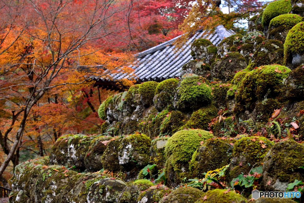 愛宕(おたぎ)念仏寺１