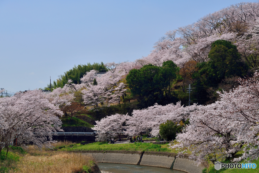 満開の三室山