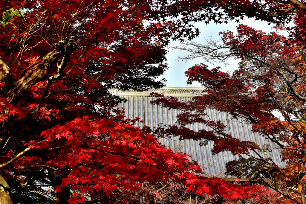 京都 真如堂 本堂