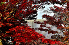 京都 真如堂 本堂