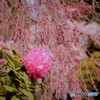 もうすぐコラボ