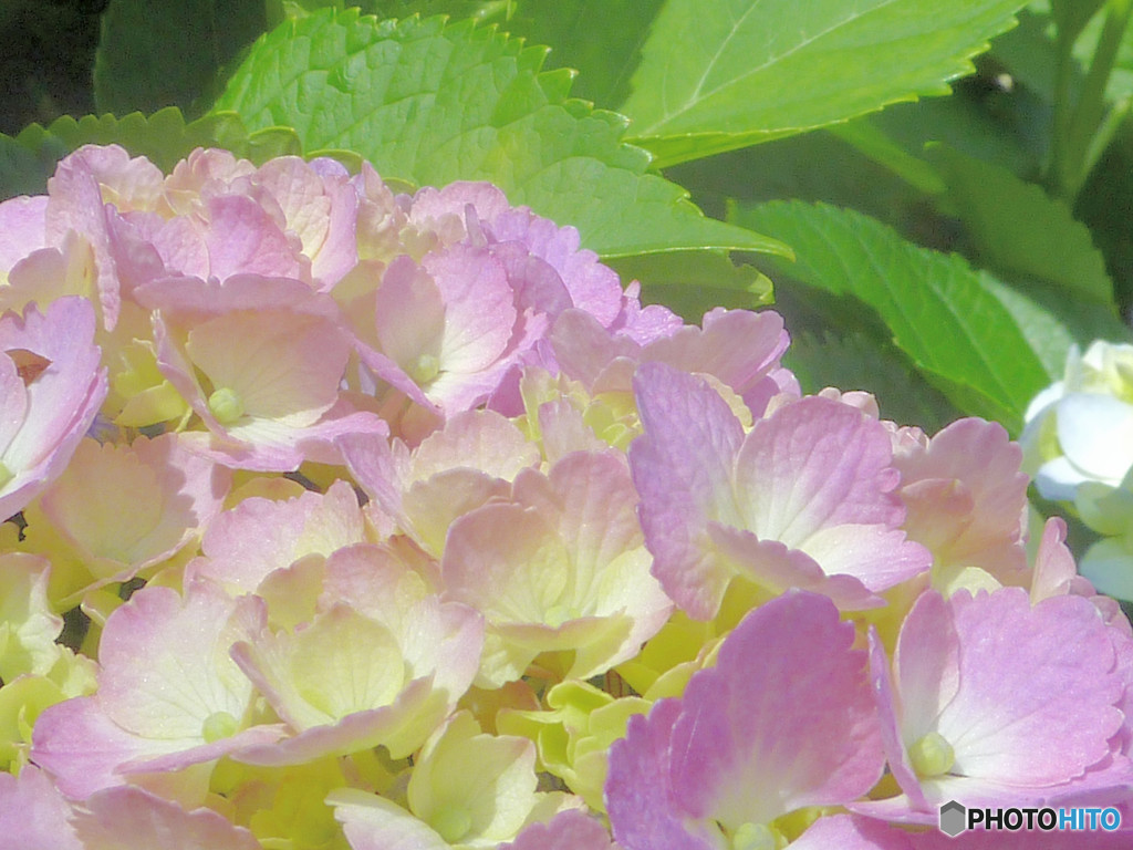 紫陽花２