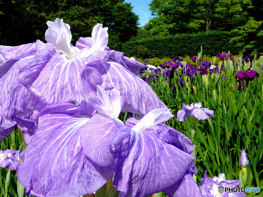 花菖蒲