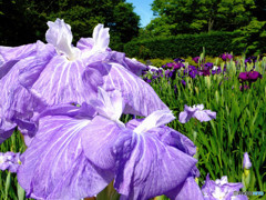 花菖蒲