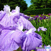 花菖蒲
