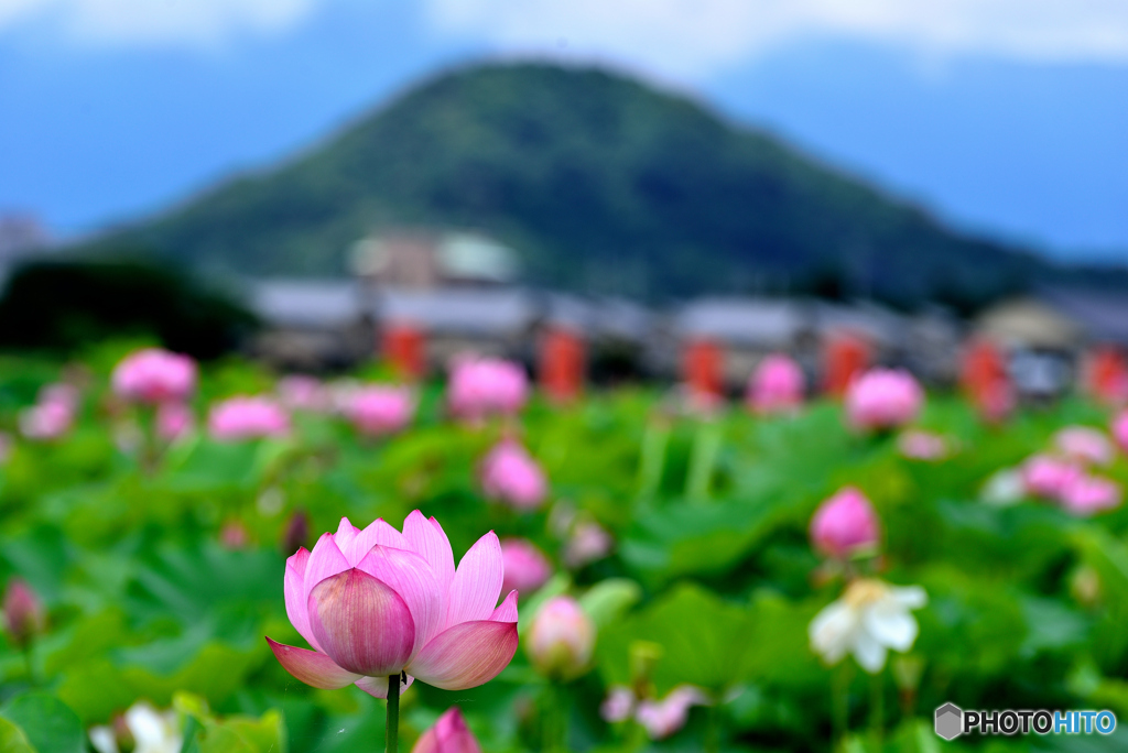 梅雨の晴れ間