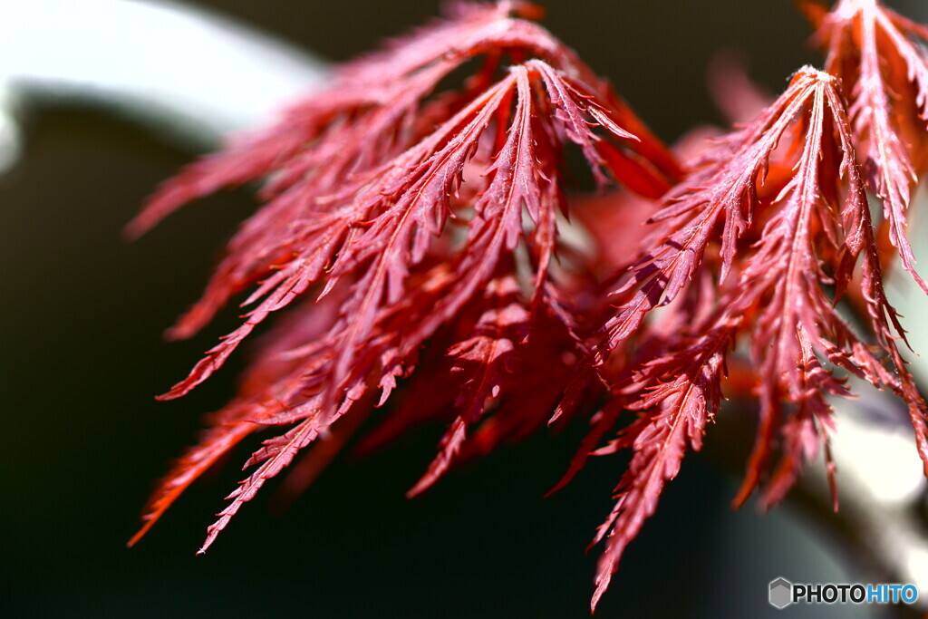 芽吹き