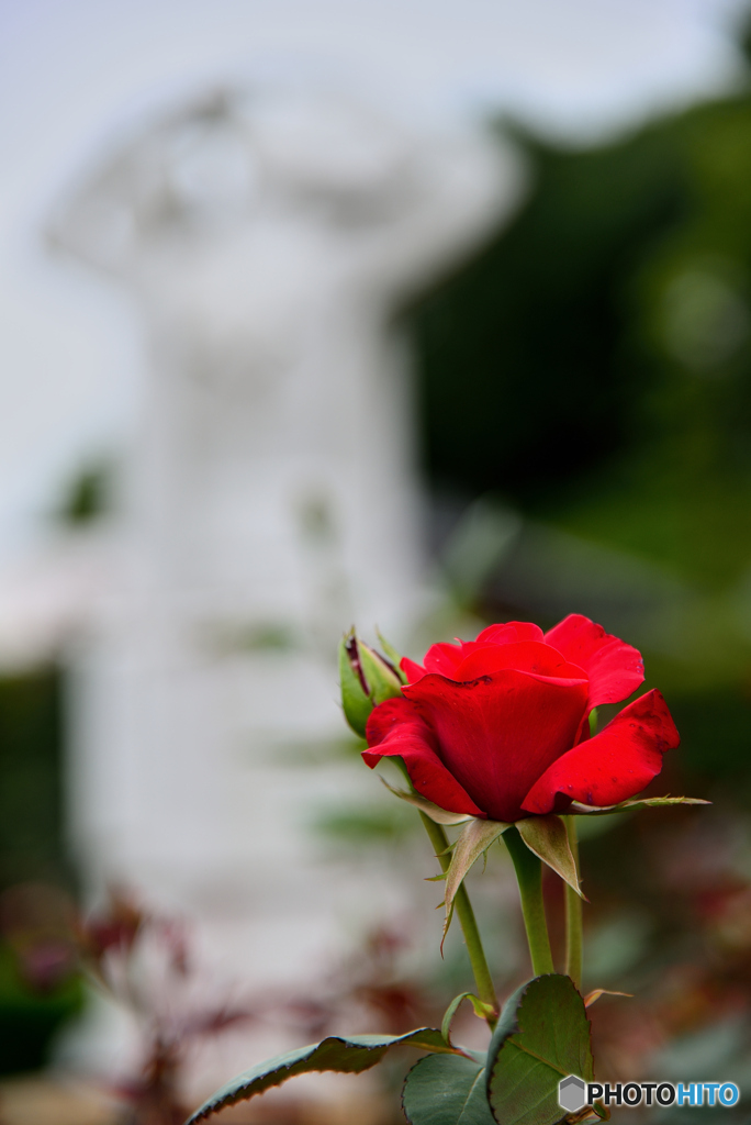 梅雨空で薔薇