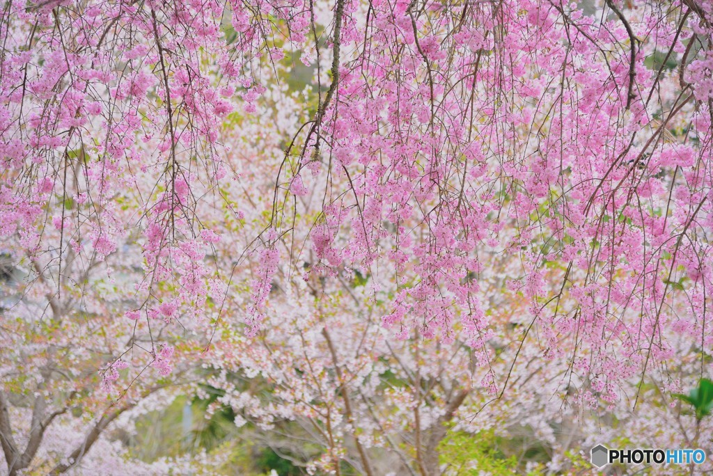 桜シャワー
