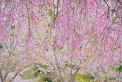 桜シャワー