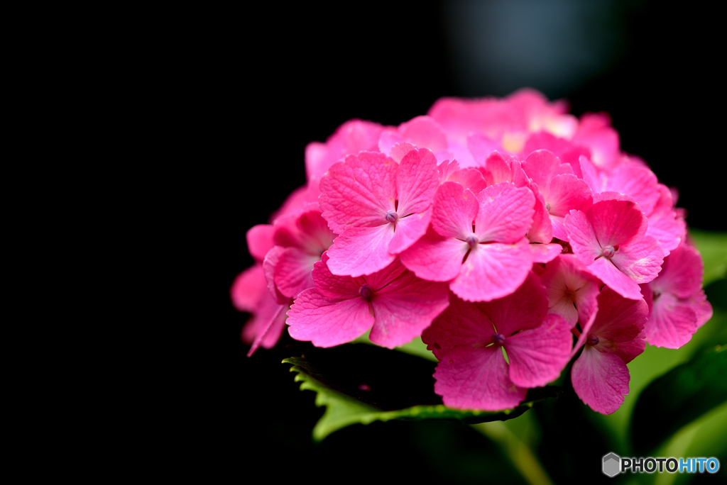 庭の紫陽花