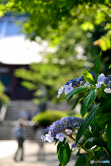 紫陽花寺・本堂