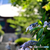 紫陽花寺・本堂