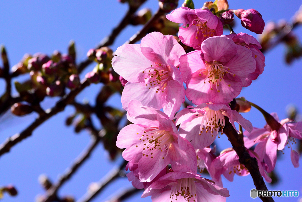 河津桜３