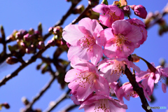 河津桜３
