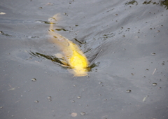 出た～人面魚？