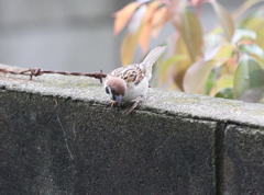 おねだり