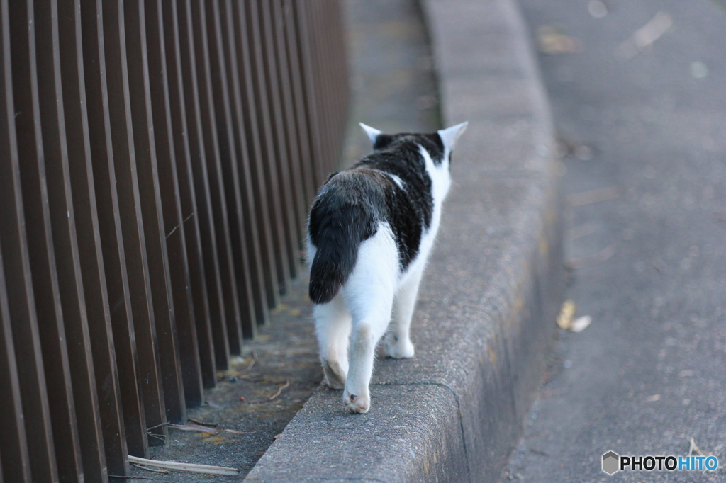 さらばにゃん!