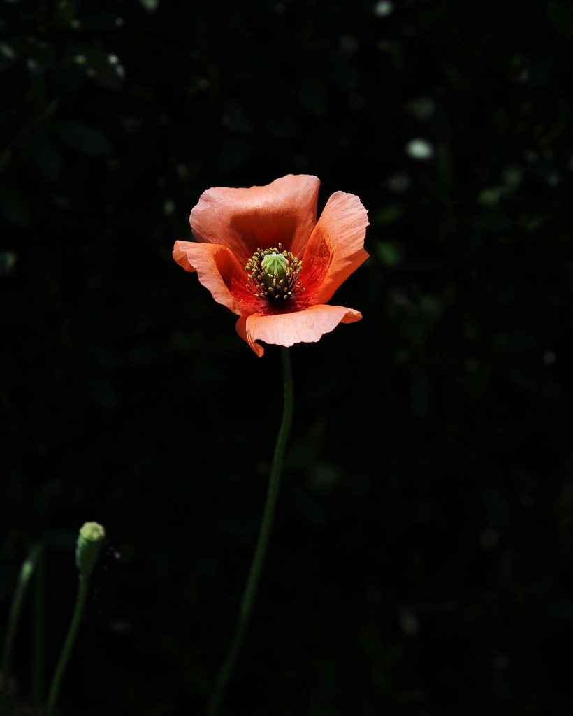 フラワーオブ　ザ　デッド