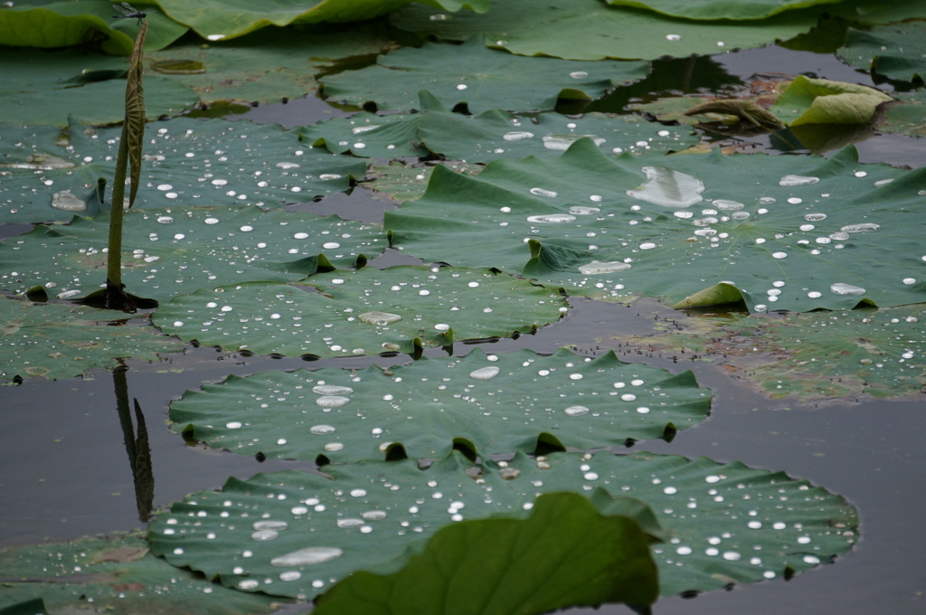 THE 水滴