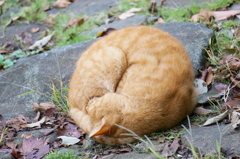 猫丸