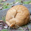 猫丸