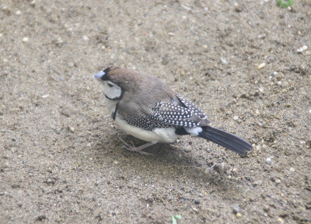 カノコスズメ