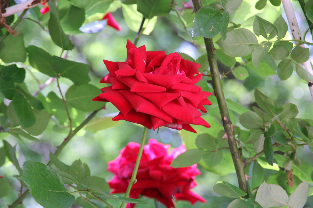 薔薇レッド