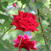 薔薇レッド