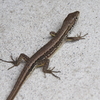 カナヘビ