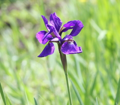 紫菖蒲