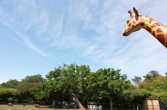 キリンと空