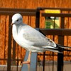 う～ん。