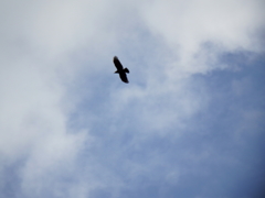 オオタカ？と青空!