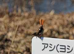 こんにちわ